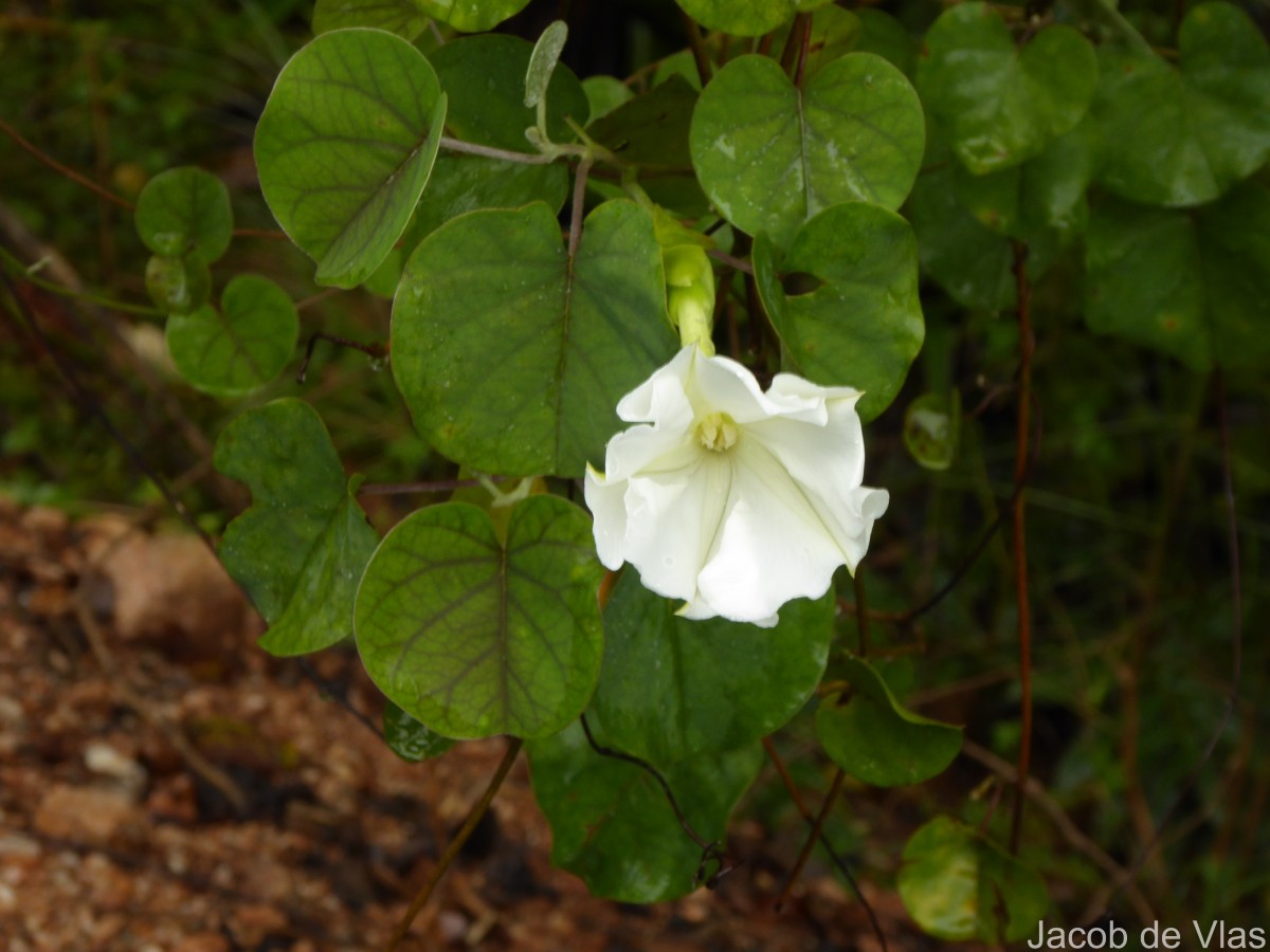 Rivea wightiana R.R.Mill